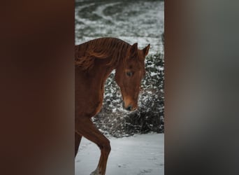 Warmblood de Sajonia, Caballo castrado, 20 años, 176 cm, Alazán