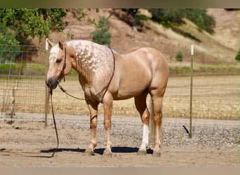 Warmblood de Sajonia, Caballo castrado, 7 años, 142 cm, Palomino