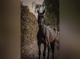 Warmblood de Sajonia, Caballo castrado, 7 años, 169 cm, Castaño oscuro