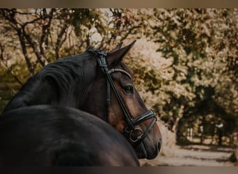 Warmblood de Sajonia, Caballo castrado, 7 años, 169 cm, Castaño oscuro