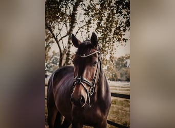 Warmblood de Sajonia, Caballo castrado, 7 años, 169 cm, Castaño oscuro