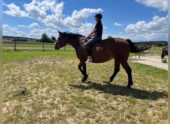 Warmblood de Sajonia, Yegua, 10 años, 168 cm, Castaño oscuro