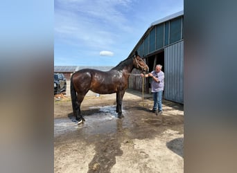 Warmblood de Sajonia, Yegua, 10 años, 168 cm, Castaño oscuro