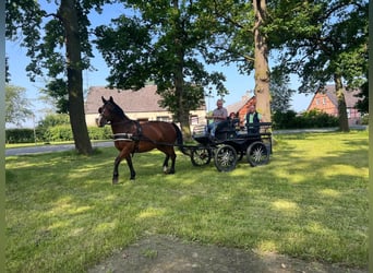 Warmblood de Sajonia, Yegua, 10 años, 168 cm, Castaño oscuro