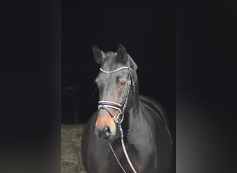 Warmblood de Sajonia, Yegua, 14 años, 164 cm, Castaño oscuro