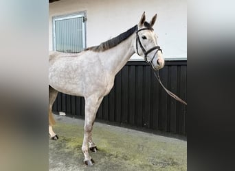 Warmblood de Sajonia, Yegua, 4 años, 164 cm, Tordo rodado