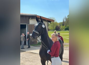 Warmblood de Sajonia, Yegua, 6 años, 165 cm, Morcillo