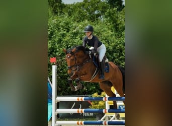 Warmblood de Sajonia, Yegua, 6 años, 166 cm, Castaño