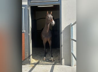 Warmblood de Sajonia, Yegua, 8 años, 160 cm, Castaño oscuro