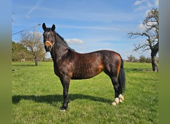 Warmblood de Sajonia, Yegua, 9 años, 165 cm, Negro