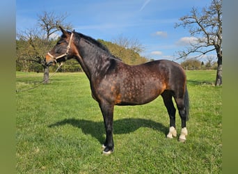 Warmblood de Sajonia, Yegua, 9 años, 165 cm, Negro