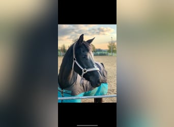 Warmblood de Sajonia, Yegua, 9 años, 168 cm, Negro