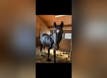 Warmblood de Thuringia, Caballo castrado, 22 años, 163 cm, Negro