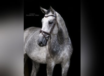 Warmblood de Thuringia, Caballo castrado, 4 años, 170 cm, Tordo rodado