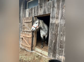 Warmblood de Thuringia, Caballo castrado, 9 años, 163 cm, Tordo rodado