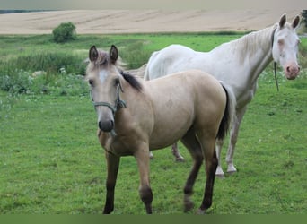 Warmblood de Thuringia, Semental, 1 año, Bayo