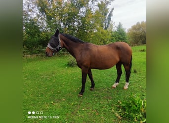 Warmblood de Thuringia, Yegua, 20 años, 165 cm, Castaño