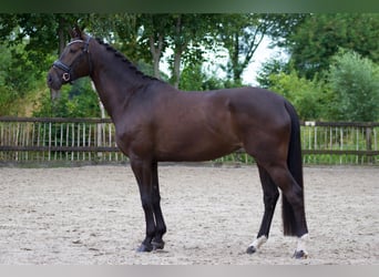 Warmblood de Thuringia, Yegua, 6 años, 168 cm, Castaño oscuro