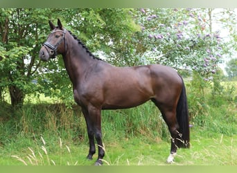 Warmblood de Thuringia, Yegua, 6 años, 168 cm, Castaño oscuro