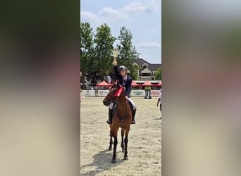 Warmblood eslovaco, Caballo castrado, 10 años, 165 cm, Castaño rojizo