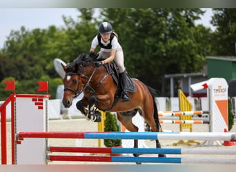 Warmblood eslovaco, Caballo castrado, 10 años, 165 cm, Castaño rojizo