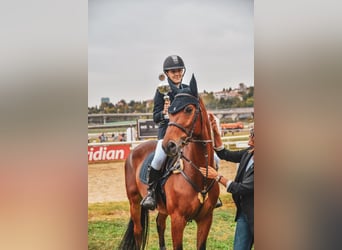 Warmblood eslovaco, Caballo castrado, 10 años, 165 cm, Castaño rojizo