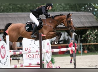 Warmblood eslovaco, Caballo castrado, 10 años, 165 cm, Castaño rojizo