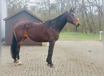 Warmblood eslovaco, Caballo castrado, 10 años, 180 cm, Morcillo