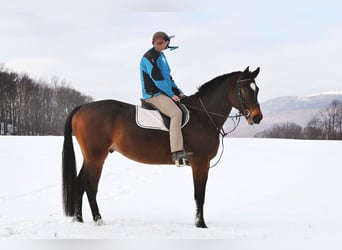 Warmblood eslovaco, Caballo castrado, 10 años, 180 cm, Morcillo