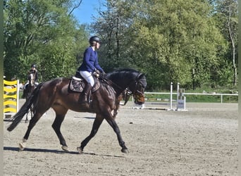 Warmblood eslovaco, Caballo castrado, 10 años, 180 cm, Morcillo