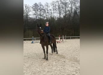 Warmblood eslovaco, Caballo castrado, 10 años, 180 cm, Morcillo