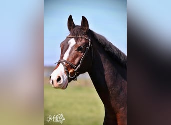 Warmblood eslovaco, Caballo castrado, 13 años, 163 cm, Castaño