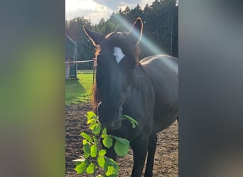 Warmblood eslovaco, Caballo castrado, 14 años, 157 cm, Negro
