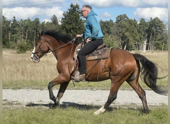 Warmblood eslovaco, Caballo castrado, 14 años, 165 cm, Castaño