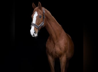 Warmblood eslovaco, Caballo castrado, 14 años, 173 cm, Alazán-tostado