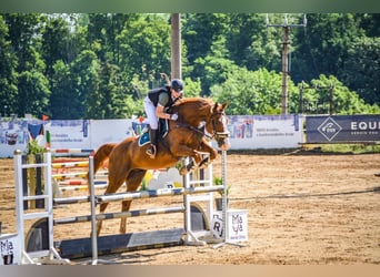 Warmblood eslovaco, Caballo castrado, 14 años, 173 cm, Alazán-tostado