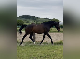 Warmblood eslovaco, Caballo castrado, 15 años, 178 cm, Castaño oscuro