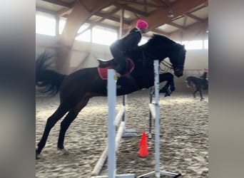 Warmblood eslovaco, Caballo castrado, 15 años, 178 cm, Castaño oscuro