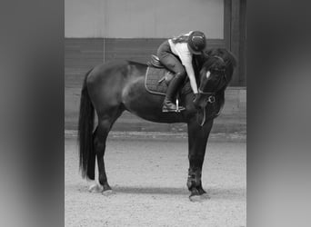 Warmblood eslovaco, Caballo castrado, 15 años, 178 cm, Castaño oscuro