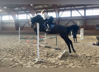 Warmblood eslovaco, Caballo castrado, 15 años, 178 cm, Castaño oscuro