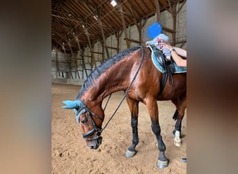 Warmblood eslovaco, Caballo castrado, 16 años, 175 cm, Castaño