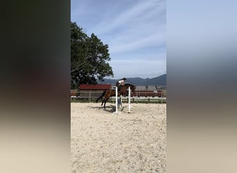 Warmblood eslovaco, Caballo castrado, 17 años, 162 cm, Castaño