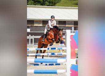 Warmblood eslovaco, Caballo castrado, 17 años, 163 cm, Castaño