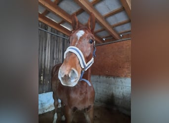 Warmblood eslovaco, Caballo castrado, 3 años, 170 cm, Alazán