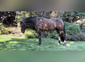 Warmblood eslovaco, Caballo castrado, 4 años, 162 cm, Castaño oscuro