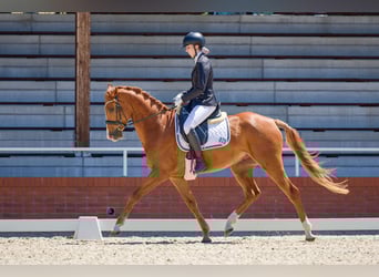 Warmblood eslovaco, Caballo castrado, 4 años, 165 cm, Alazán