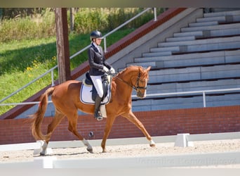 Warmblood eslovaco, Caballo castrado, 4 años, 165 cm, Alazán