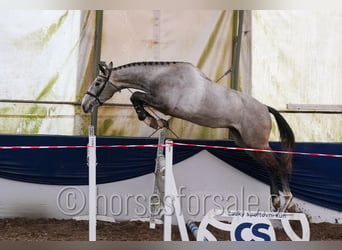 Warmblood eslovaco, Caballo castrado, 4 años, 170 cm, Tordo