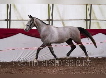 Warmblood eslovaco, Caballo castrado, 4 años, 170 cm, Tordo