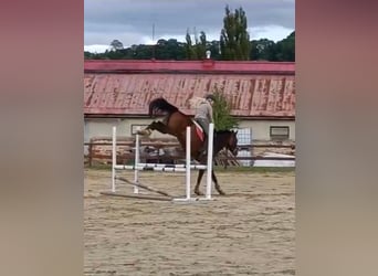 Warmblood eslovaco, Caballo castrado, 5 años, 170 cm, Castaño